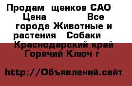 Продам ,щенков САО. › Цена ­ 30 000 - Все города Животные и растения » Собаки   . Краснодарский край,Горячий Ключ г.